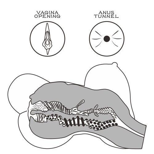 Streetgirl's #6 Schwarz
